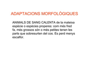 ADAPTACIONS MORFOLÒGIQUES ANIMALS DE SANG CALENTA de la mateixa espècie o espècies properes: com més fred fa, més grossos són o més petites tenen les parts que sobresurten del cos. Es perd menys escalfor. 