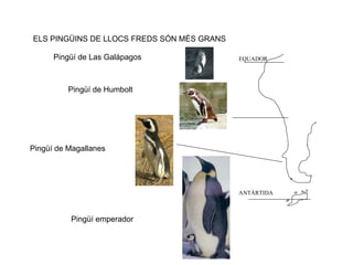 ELS PINGÜINS DE LLOCS FREDS SÓN MÉS GRANS Pingüí de Humbolt Pingüí de Las Galápagos Pingüí de Magallanes Pingüí emperador EQUADOR ANTÀRTIDA 