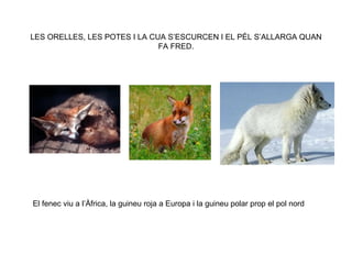 LES ORELLES, LES POTES I LA CUA S’ESCURCEN I EL PÈL S’ALLARGA QUAN FA FRED. El fenec viu a l’Àfrica, la guineu roja a Europa i la guineu polar prop el pol nord 