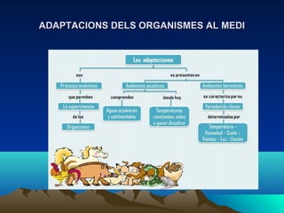 ADAPTACIONS DELS ORGANISMES AL MEDIADAPTACIONS DELS ORGANISMES AL MEDI
 
