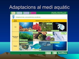 Adaptacions al medi aquàticAdaptacions al medi aquàtic
 