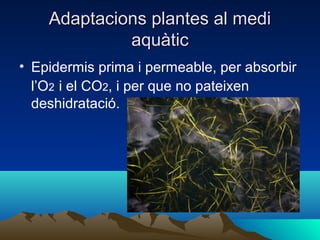 Adaptacions plantes al mediAdaptacions plantes al medi
aquàticaquàtic
• Epidermis prima i permeable, per absorbir
l’O2 i el CO2, i per que no pateixen
deshidratació.
 