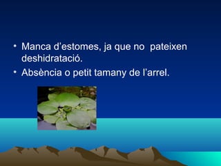 • Manca d’estomes, ja que no pateixen
deshidratació.
• Absència o petit tamany de l’arrel.
 