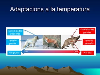Adaptacions a la temperaturaAdaptacions a la temperatura
 