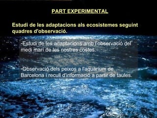 PART EXPERIMENTAL Estudi de les adaptacions als ecosistemes seguint quadres d'observació. Estudi de les adaptacions amb l’observació del medi marí de les nostres costes. Observació dels peixos a l'aquàrium de Barcelona i recull d'informació a partir de taules. 
