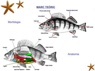 MARC TEÒRIC Morfologia Anatomia 