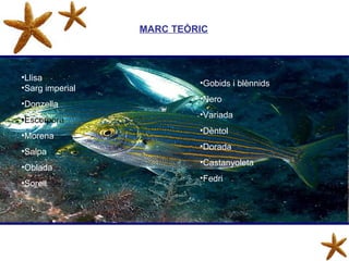 MARC TEÒRIC Gobids i blènnids Nero Variada Dèntol Dorada Castanyoleta Fedri Llisa Sarg imperial Donzella Escorpora Morena Salpa  Oblada Sorell 