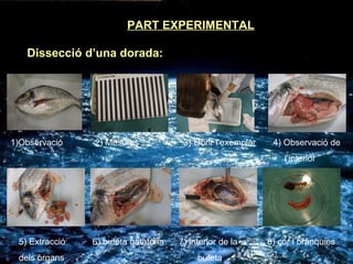 PART EXPERIMENTAL Dissecció d’una dorada: 1)Observació  2) Mesures  3) Obrir l’exemplar  4) Observació de l’interior 5) Extracció  6) bufeta natatòria  7) interior de la  8) cor i brànquies  dels òrgans  bufeta 