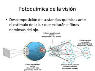 Fotoquímica de la visión Descomposición de sustancias químicas ante el estímulo de la luz que exitarán a fibras nerviosas del ojo. 