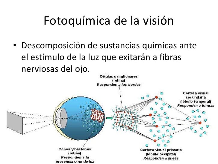 Resultado de imagen para adaptacion de la luz y la oscuridad