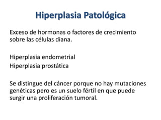Hiperplasia Patológica
Exceso de hormonas o factores de crecimiento
sobre las células diana.
Hiperplasia endometrial
Hiperplasia prostática
Se distingue del cáncer porque no hay mutaciones
genéticas pero es un suelo fértil en que puede
surgir una proliferación tumoral.
 