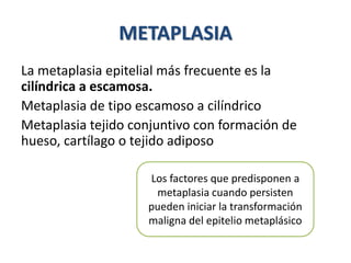 METAPLASIA
La metaplasia epitelial más frecuente es la
cilíndrica a escamosa.
Metaplasia de tipo escamoso a cilíndrico
Metaplasia tejido conjuntivo con formación de
hueso, cartílago o tejido adiposo
Los factores que predisponen a
metaplasia cuando persisten
pueden iniciar la transformación
maligna del epitelio metaplásico
 