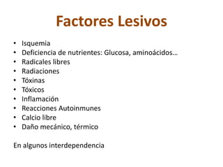 Factores Lesivos
• Isquemia
• Deficiencia de nutrientes: Glucosa, aminoácidos…
• Radicales libres
• Radiaciones
• Tóxinas
• Tóxicos
• Inflamación
• Reacciones Autoinmunes
• Calcio libre
• Daño mecánico, térmico
En algunos interdependencia
 