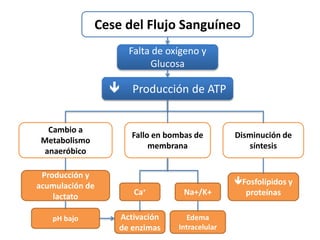 Cese del Flujo Sanguíneo
Falta de oxígeno y
Glucosa
 Producción de ATP
Cambio a
Metabolismo
anaeróbico
Producción y
acumulación de
lactato
pH bajo
Fallo en bombas de
membrana
Na+/K+
Edema
Intracelular
Ca+
Activación
de enzimas
Disminución de
síntesis
Fosfolípidos y
proteínas
 
