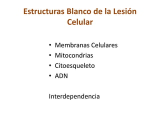 Estructuras Blanco de la Lesión
Celular
• Membranas Celulares
• Mitocondrias
• Citoesqueleto
• ADN
Interdependencia
 