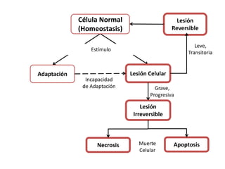 Célula Normal
(Homeostasis)
Estímulo
Adaptación Lesión Celular
Lesión
Reversible
Lesión
Irreversible
Necrosis ApoptosisMuerte
Celular
Incapacidad
de Adaptación Grave,
Progresiva
Leve,
Transitoria
 