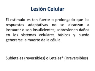 Lesión Celular
El estímulo es tan fuerte o prolongado que las
respuestas adaptativas no se alcanzan a
instaurar o son insuficientes; sobrevienen daños
en los sistemas celulares básicos y puede
generarse la muerte de la célula
Subletales (reversibles) o Letales* (Irreversibles)
 
