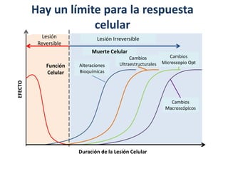 Hay un límite para la respuesta
celular
Lesión
Reversible
Lesión Irreversible
Función
Celular
Muerte Celular
Alteraciones
Bioquímicas
Cambios
Ultraestructurales
Cambios
Microscopio Opt
Cambios
Macroscópicos
Duración de la Lesión Celular
EFECTO
 