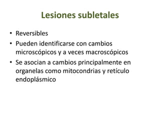 Lesiones subletales
• Reversibles
• Pueden identificarse con cambios
microscópicos y a veces macroscópicos
• Se asocian a cambios principalmente en
organelas como mitocondrias y retículo
endoplásmico
 