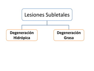Lesiones Subletales
Degeneración
Hidrópica
Degeneración
Grasa
 