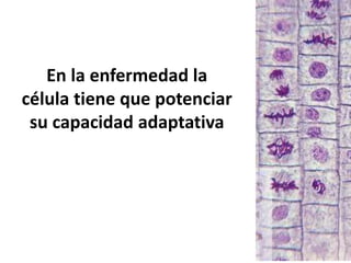 En la enfermedad la
célula tiene que potenciar
su capacidad adaptativa
 