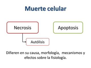 Muerte celular
Difieren en su causa, morfología, mecanismos y
efectos sobre la fisiología.
Necrosis Apoptosis
Autólisis
 