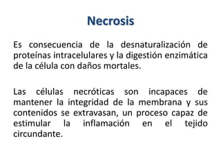 Necrosis
Es consecuencia de la desnaturalización de
proteínas intracelulares y la digestión enzimática
de la célula con daños mortales.
Las células necróticas son incapaces de
mantener la integridad de la membrana y sus
contenidos se extravasan, un proceso capaz de
estimular la inflamación en el tejido
circundante.
 