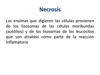 Necrosis
Las enzimas que digieren las células provienen
de los lisosomas de las células moribundas
(autólisis) y de los lisosomas de los leucocitos
que son atraídos como parte de la reacción
inflamatoria
 