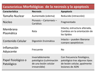 Características Morfológicas de la necrosis y la apoptosis
Característica Necrosis Apoptosis
Tamaño Nuclear Aumentado (edema) Reducido (retracción)
Núcleo
Picnosis – Cariorrexis –
Cariólisis
Fragmentado
Membrana
Plasmática
Rota
Intacta; estructura alterada,
Cambios en la orientación de
los lípidos
Contenido Celular Digestión Enzimática
Intacto – pueden liberarse
cuerpos apoptósicos
Inflamación
Adyacente
Frecuente No
Papel fisiológico o
Patológico
Invariablemente
patológico (culminación
de una lesión celular
irreversible)
Con frecuencia fisiológico,
patológico tras algunos tipos
de lesión celular, ppalmente
lesiones de ADN
 