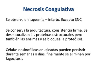 Necrosis Coagulativa
Se observa en isquemia – infarto. Excepto SNC
Se conserva la arquitectura, consistencia firme. Se
desnaturalizan las proteínas estructurales pero
también las enzimas y se bloquea la proteólisis.
Células eosinofilicas anucleadas pueden persistir
durante semanas o días, finalmente se eliminan por
fagocitosis
 