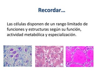 Recordar…
Las células disponen de un rango limitado de
funciones y estructuras según su función,
actividad metabólica y especialización.
 