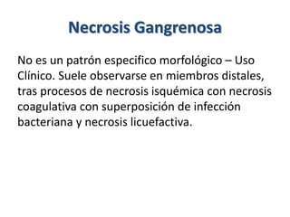 Necrosis Gangrenosa
No es un patrón especifico morfológico – Uso
Clínico. Suele observarse en miembros distales,
tras procesos de necrosis isquémica con necrosis
coagulativa con superposición de infección
bacteriana y necrosis licuefactiva.
 