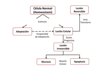Célula Normal
(Homeostasis)
Adaptación
Estímulo
Lesión Celular
Lesión
Reversible
Lesión
Irreversible
Necrosis ApoptosisMuerte
Celular
Incapacidad
de Adaptación Grave,
Progresiva
Leve,
Transitoria
 