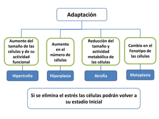 Adaptación
Aumento del
tamaño de las
células y de su
actividad
funcional
Aumento
en el
número de
células
Reducción del
tamaño y
actividad
metabólica de
las células
Cambio en el
Fenotipo de
las células
Hipertrofia Hiperplasia Atrofia Metaplasia
Si se elimina el estrés las células podrán volver a
su estadío Inicial
 