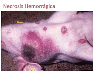 Necrosis Hemorrágica
 