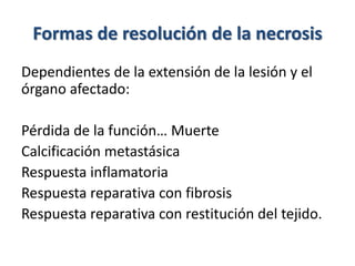 Formas de resolución de la necrosis
Dependientes de la extensión de la lesión y el
órgano afectado:
Pérdida de la función… Muerte
Calcificación metastásica
Respuesta inflamatoria
Respuesta reparativa con fibrosis
Respuesta reparativa con restitución del tejido.
 