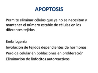 APOPTOSIS
Permite eliminar células que ya no se necesitan y
mantener el número estable de células en los
diferentes tejidos
Embriogenia
Involución de tejidos dependientes de hormonas
Perdida celular en poblaciones en proliferación
Eliminación de linfocitos autoreactivos
 