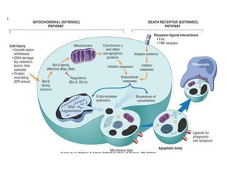 Adaptación y muerte celular