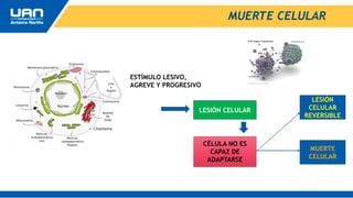 MUERTE CELULAR
LESIÓN CELULAR
ESTÍMULO LESIVO,
AGREVE Y PROGRESIVO
CÉLULA NO ES
CAPAZ DE
ADAPTARSE
LESIÓN
CELULAR
REVERSIBLE
MUERTE
CELULAR
 