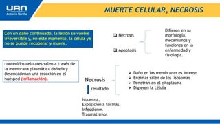 MUERTE CELULAR, NECROSIS
Con un daño continuado, la lesión se vuelve
irreversible y, en este momento, la célula ya
no se puede recuperar y muere.
 Daño en las membranas es intenso
 Enzimas salen de los lisosomas
 Penetran en el citoplasma
 Digieren la célula
 Necrosis
 Apoptosis
Difieren en su
morfología,
mecanismos y
funciones en la
enfermedad y
fisiología.
Necrosis
contenidos celulares salen a través de
la membrana plasmática dañada y
desencadenan una reacción en el
huésped (inflamación).
Isquemia,
Exposición a toxinas,
Infecciones
Traumatismos
resultado
 