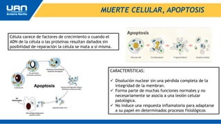 MUERTE CELULAR, APOPTOSIS
Célula carece de factores de crecimiento o cuando el
ADN de la célula o las proteínas resultan dañados sin
posibilidad de reparación la célula se mata a sí misma.
CARACTERÍSTICAS:
 Disolución nuclear sin una pérdida completa de la
integridad de la membran.
 Forma parte de muchas funciones normales y no
necesariamente se asocia a una lesión celular
patológica.
 No induce una respuesta inflamatoria para adaptarse
a su papel en determinados procesos fisiológicos
 