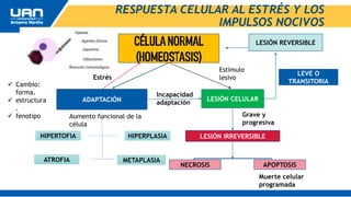 RESPUESTA CELULAR AL ESTRÉS Y LOS
IMPULSOS NOCIVOS
ADAPTACIÓN
HIPERTOFIA HIPERPLASIA
METAPLASIA
ATROFIA
Estrés
Estímulo
lesivo
LESIÓN CELULAR
LESIÓN IRREVERSIBLE
NECROSIS APOPTOSIS
LESIÓN REVERSIBLE
LEVE O
TRANSITORIA
 Cambio:
forma.
 estructura
.
 fenotipo Aumento funcional de la
célula
Incapacidad
adaptación
Grave y
progresiva
Muerte celular
programada
 