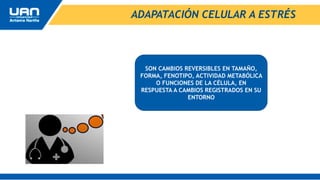 ADAPATACIÓN CELULAR A ESTRÉS
SON CAMBIOS REVERSIBLES EN TAMAÑO,
FORMA, FENOTIPO, ACTIVIDAD METABÓLICA
O FUNCIONES DE LA CÉLULA, EN
RESPUESTA A CAMBIOS REGISTRADOS EN SU
ENTORNO
 