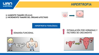 HIPERTROFIA
 AUMENTO TAMAÑO CÉLULAS
 INCREMENTO TAMAÑO DEL ÓRGANO AFECTADO
HIPERTROFIA FISIOLÓGICA
DEMANDA FUNCIONAL
ESTIMULACIÓN POR HORMONAS Y
FACTORES DE CRECIMIENTO
 