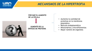 MECANISMOS DE LA HIPERTROFIA
POR QUÉ EL AUMENTO
DE LA CÉLULA
AUMENTO DE LA
SÍNTESIS DE PROTEÍNA
• Aumenta la cantidad de
proteínas en la membrana
plasmática
• Retículo endoplasmático
• Mitocondrias y microfilamentos
• Mayor número de organelos
 