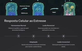 Resposta Celular ao Estresse
1
Homeostase Normal
Célula em equilíbrio, capaz de suprir
demandas fisiológicas.
2
Adaptação
Ajustes estruturais e funcionais reversíveis
para manter a sobrevivência.
3
Lesão Reversível
Danos que podem ser revertidos se o
estímulo for removido.
4
Lesão Irreversível
Danos permanentes que levam à morte
celular.
 