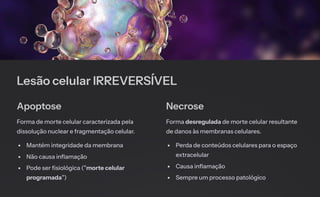 Lesão celular IRREVERSÍVEL
Apoptose
Forma de morte celular caracterizada pela
dissolução nuclear e fragmentação celular.
Mantém integridade da membrana
Não causa inflamação
Pode ser fisiológica ("morte celular
programada")
Necrose
Forma desregulada de morte celular resultante
de danos às membranas celulares.
Perda de conteúdos celulares para o espaço
extracelular
Causa inflamação
Sempre um processo patológico
 