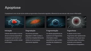 Apoptose
A apoptose é uma via de morte celular programada e finamente regulada, diferente da necrose por não causar inflamação.
Iniciação
Células destinadas a morrer
ativam enzimas específicas
(caspases) que iniciam um
programa de suicídio celular
controlado.
Degradação
As enzimas ativadas
degradam o DNA nuclear e
proteínas citoplasmáticas da
célula em um processo
altamente regulado.
Fragmentação
As células apoptóticas se
quebram em fragmentos
chamados corpos
apoptóticos, que contêm
porções do citoplasma e
núcleo.
Fagocitose
A célula morta e seus
fragmentos são rapidamente
fagocitados, antes que seus
conteúdos sejam liberados,
evitando uma resposta
inflamatória no hospedeiro.
 