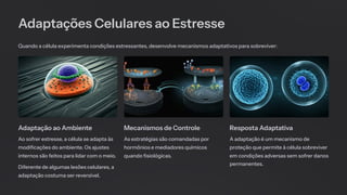 Adaptações Celulares ao Estresse
Quando a célula experimenta condições estressantes, desenvolve mecanismos adaptativos para sobreviver:
Adaptação ao Ambiente
Ao sofrer estresse, a célula se adapta às
modificações do ambiente. Os ajustes
internos são feitos para lidar com o meio.
Diferente de algumas lesões celulares, a
adaptação costuma ser reversível.
Mecanismos de Controle
As estratégias são comandadas por
hormônios e mediadores químicos
quando fisiológicas.
Resposta Adaptativa
A adaptação é um mecanismo de
proteção que permite à célula sobreviver
em condições adversas sem sofrer danos
permanentes.
 