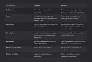 Característica Apoptose Necrose
Definição Morte celular programada e
controlada.
Morte celular não programada,
geralmente associada a lesão aguda.
Causa Fisiológica (ex: embriogênese,
renovação celular) ou patológica (ex:
lesão por DNA).
Quase sempre patológica (ex:
isquemia, toxinas, trauma).
Mecanismo Ativação de caspases e fragmentação
ordenada da célula.
Perda da integridade da membrana
celular, liberação descontrolada do
conteúdo celular.
Morfologia Encolhimento celular, condensação
da cromatina, formação de corpos
apoptóticos.
Inchaço celular, lise da membrana,
inflamação ao redor.
Inflamação Não causa inflamação (o conteúdo
celular é fagocitado).
Causa inflamação (o conteúdo celular
é liberado no meio extracelular).
Membrana plasmática Intacta até os estágios finais. Rápida perda da integridade da
membrana.
Destino da célula Fragmentos fagocitados por
macrófagos.
Célula e conteúdo se rompem,
causando dano tecidual.
 